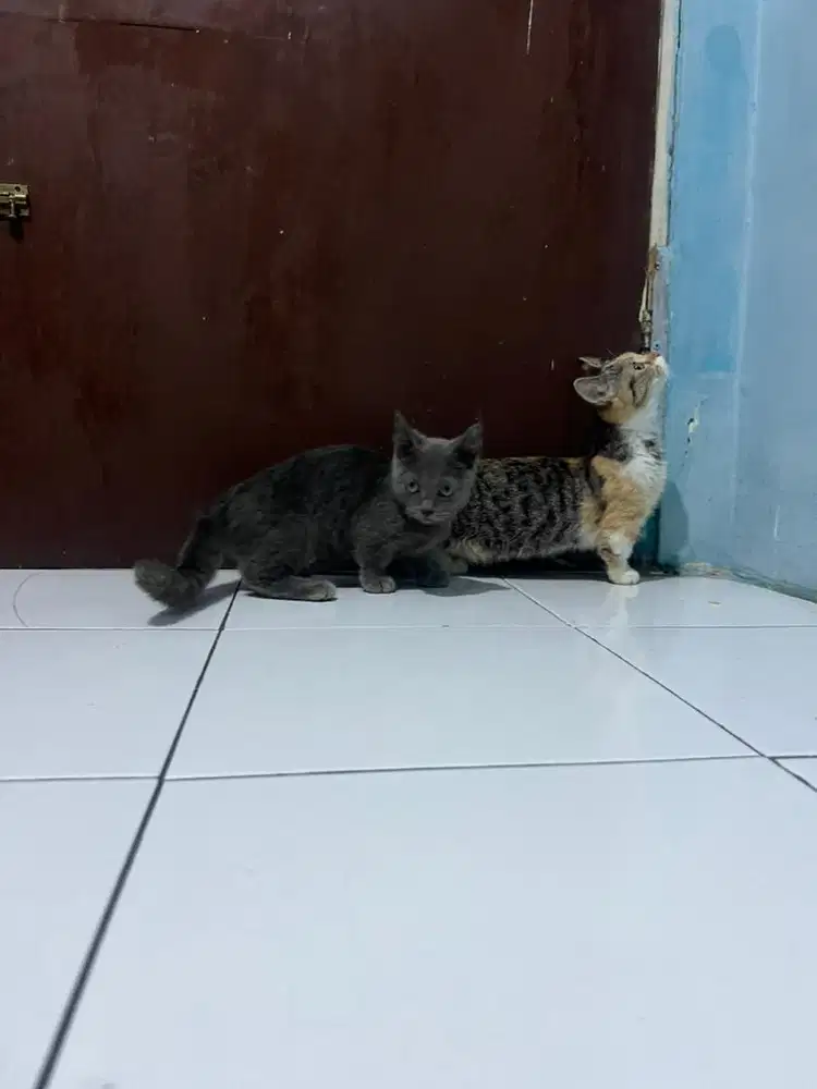 Kucing cebol shorthair/kucing munchkin/kucing kaki pendek