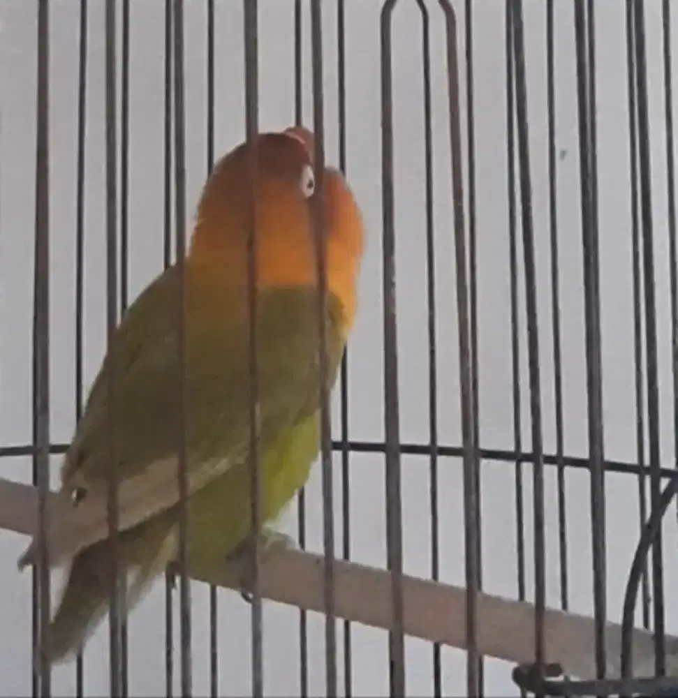Lovebird prospek
