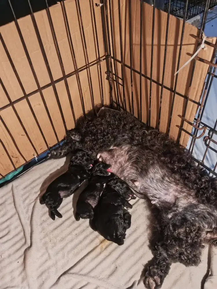 borongan induk sama anak 3