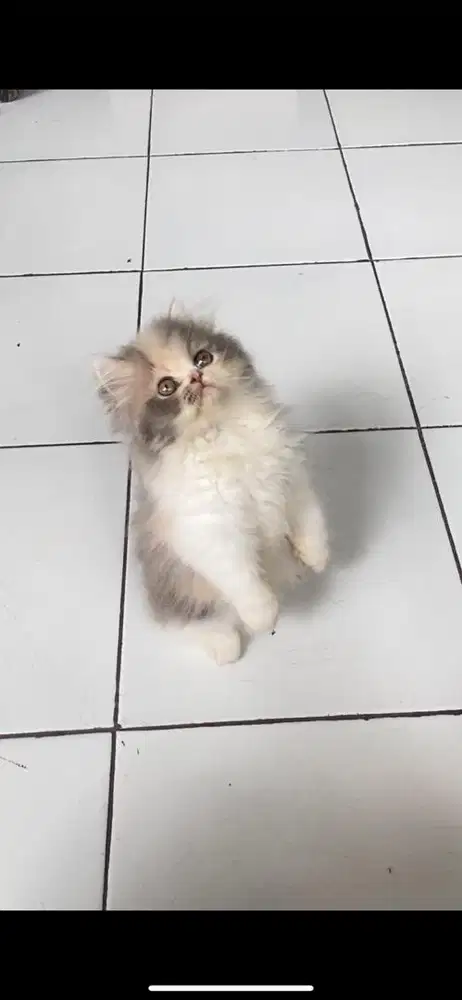 KUCING MUNCHKIN 3/4 BETINA