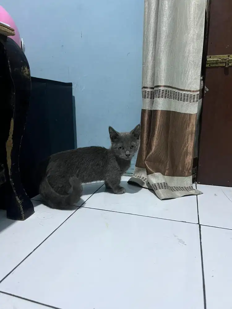 Kucing munchkin shorthair/kucing cebol/kucing kaki pendek