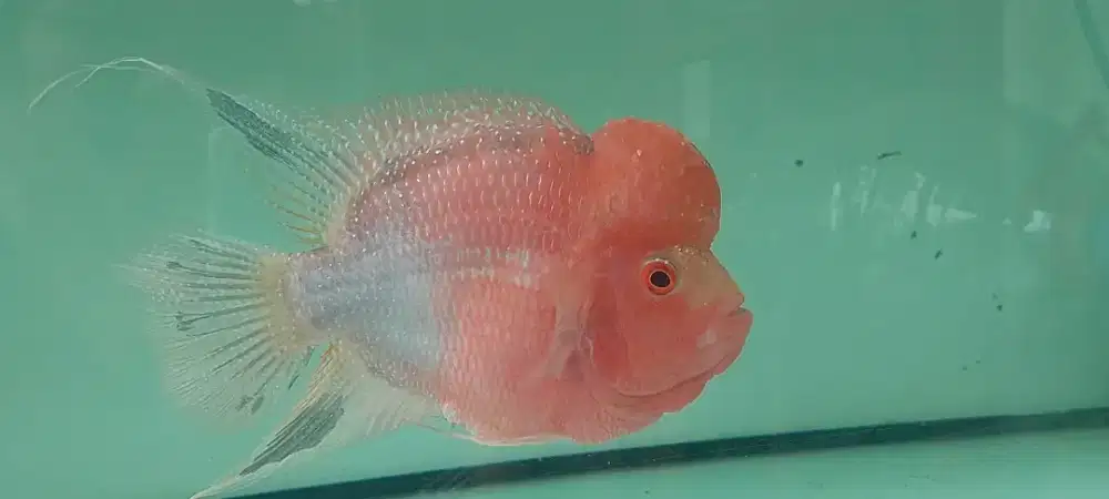 Louhan Golden base 20cm(5jari)