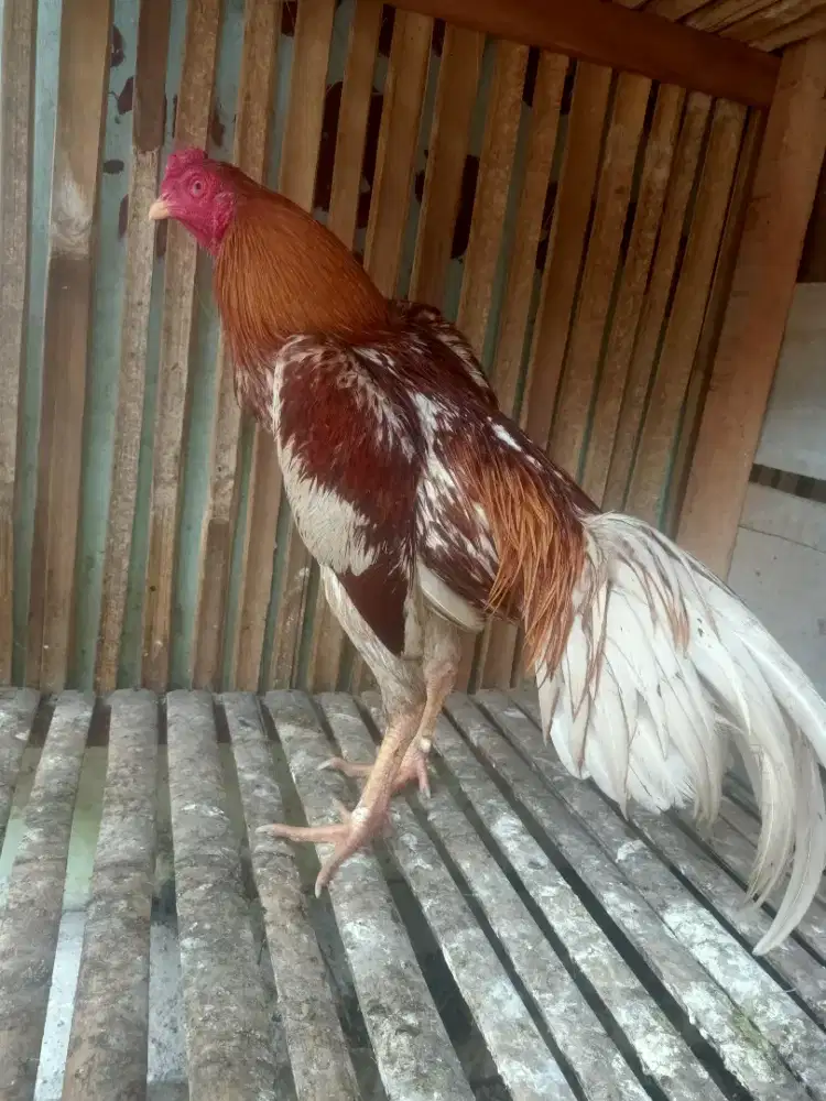 ayam pama x mangon x plucker