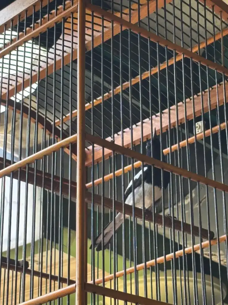 Kacer Dada Putih Jantan sama Kandang