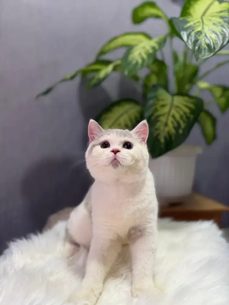 Kucing british shorthair bsh british shorthair