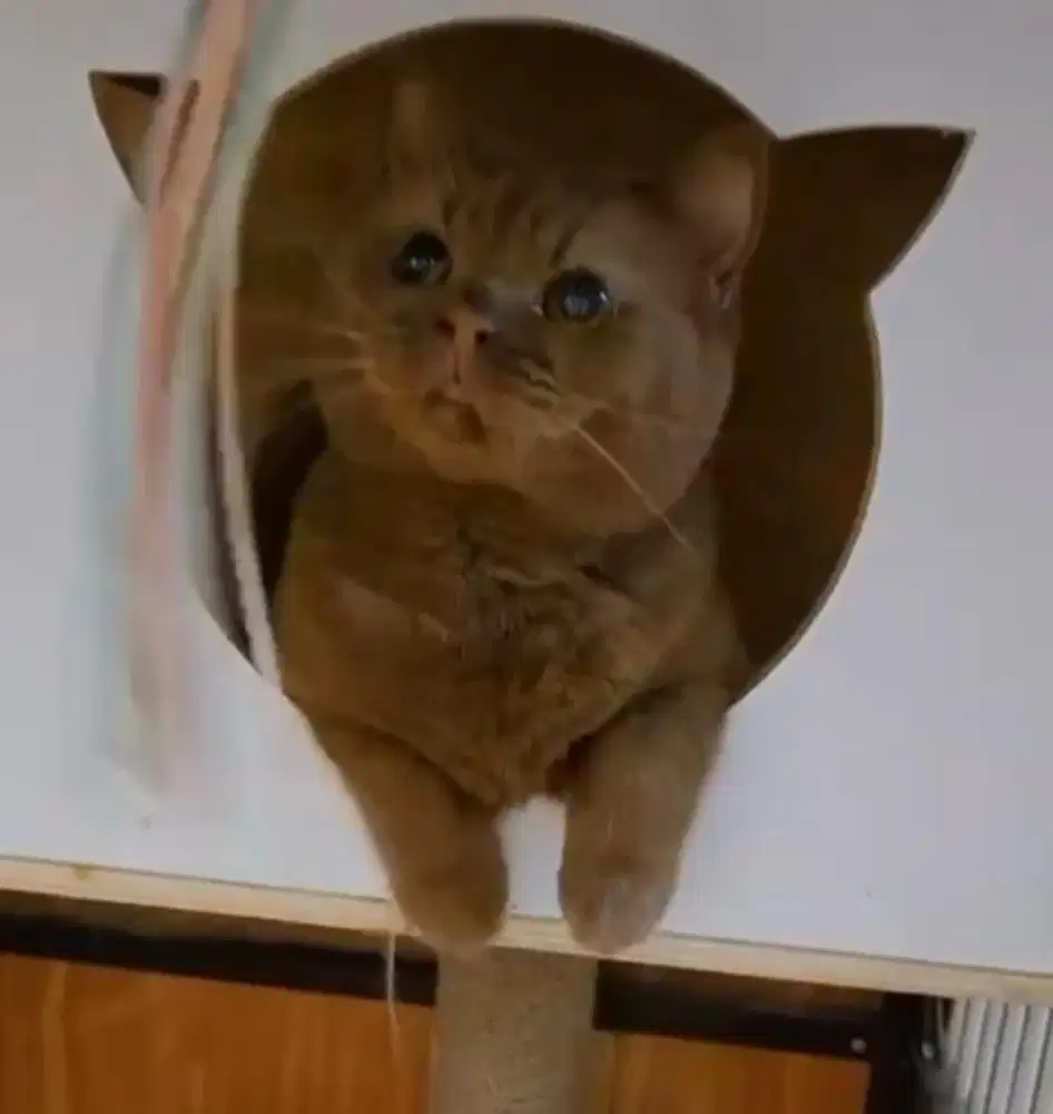 Kucing british shorthair cinnamon bsh betina female