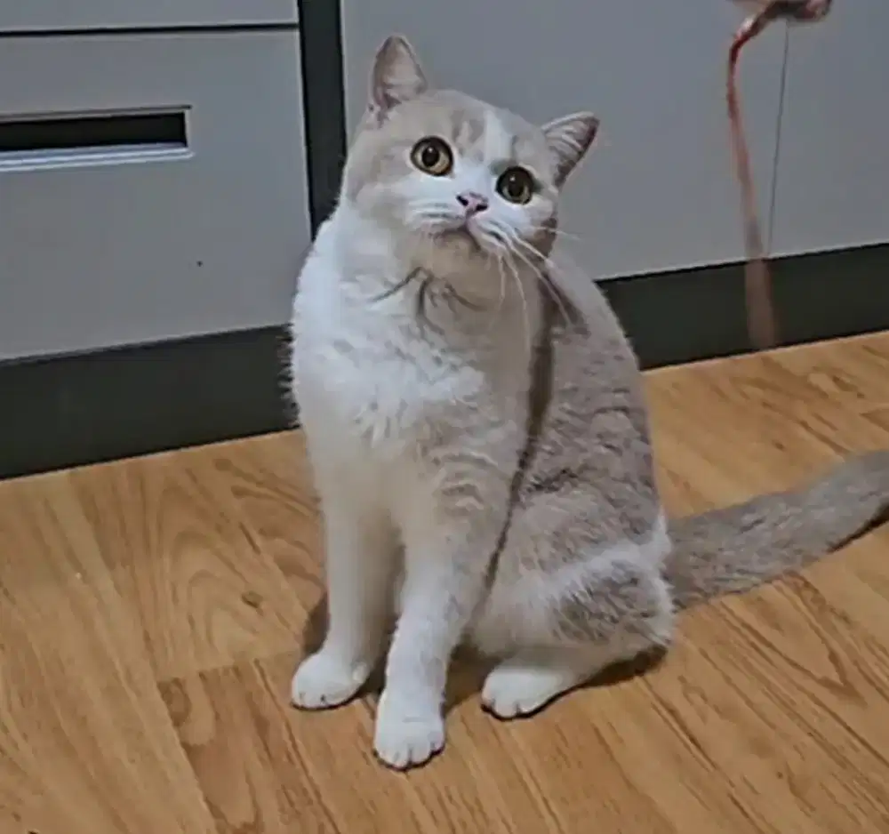 British shorthair fawn bicolor betina