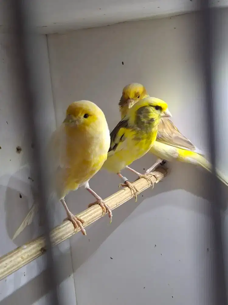 Kenari betina indukan af,afs.