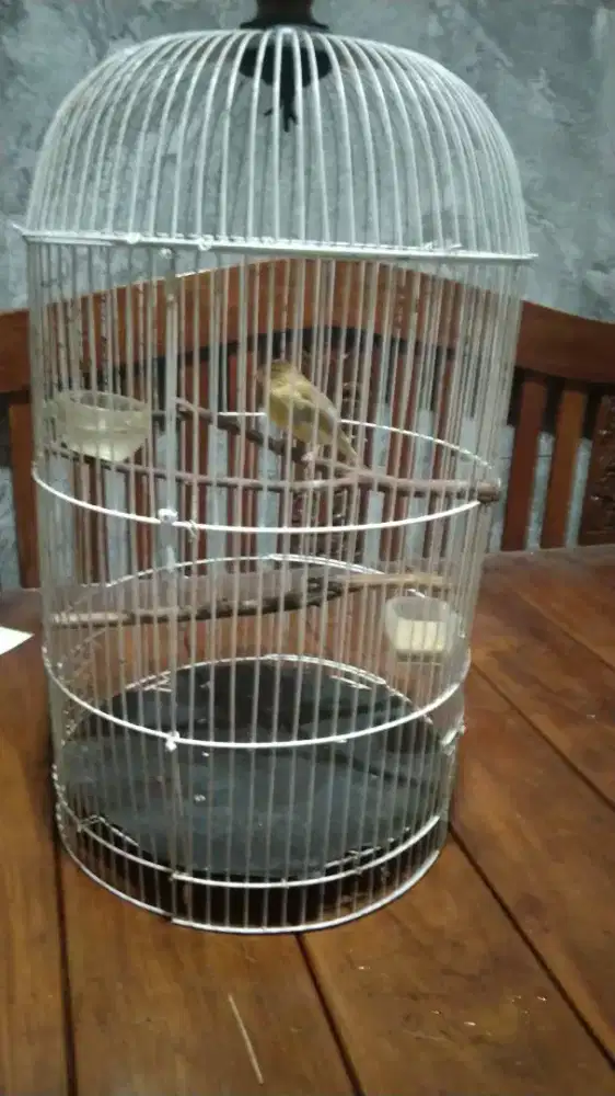 Kenari paud belajar ngeriwik fs