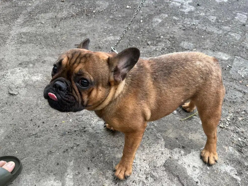 Anjing French bulldog sepasang