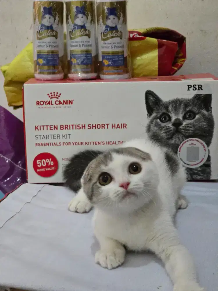 Kucing british shorhair x scotish fold