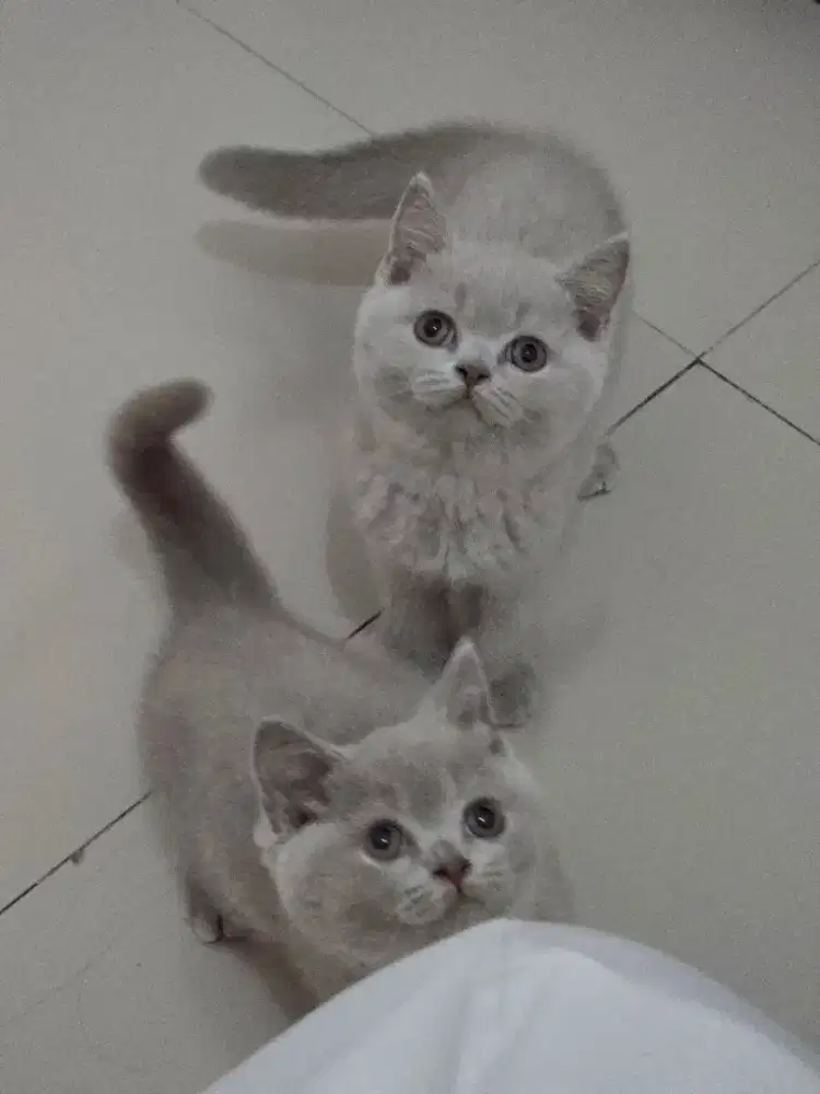 Kucing british shorthair bsh british shorthair