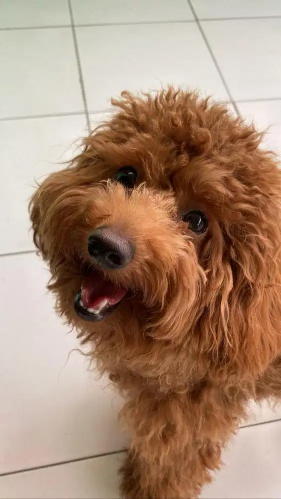 JUAL ANJING RED POOPLE BETINA