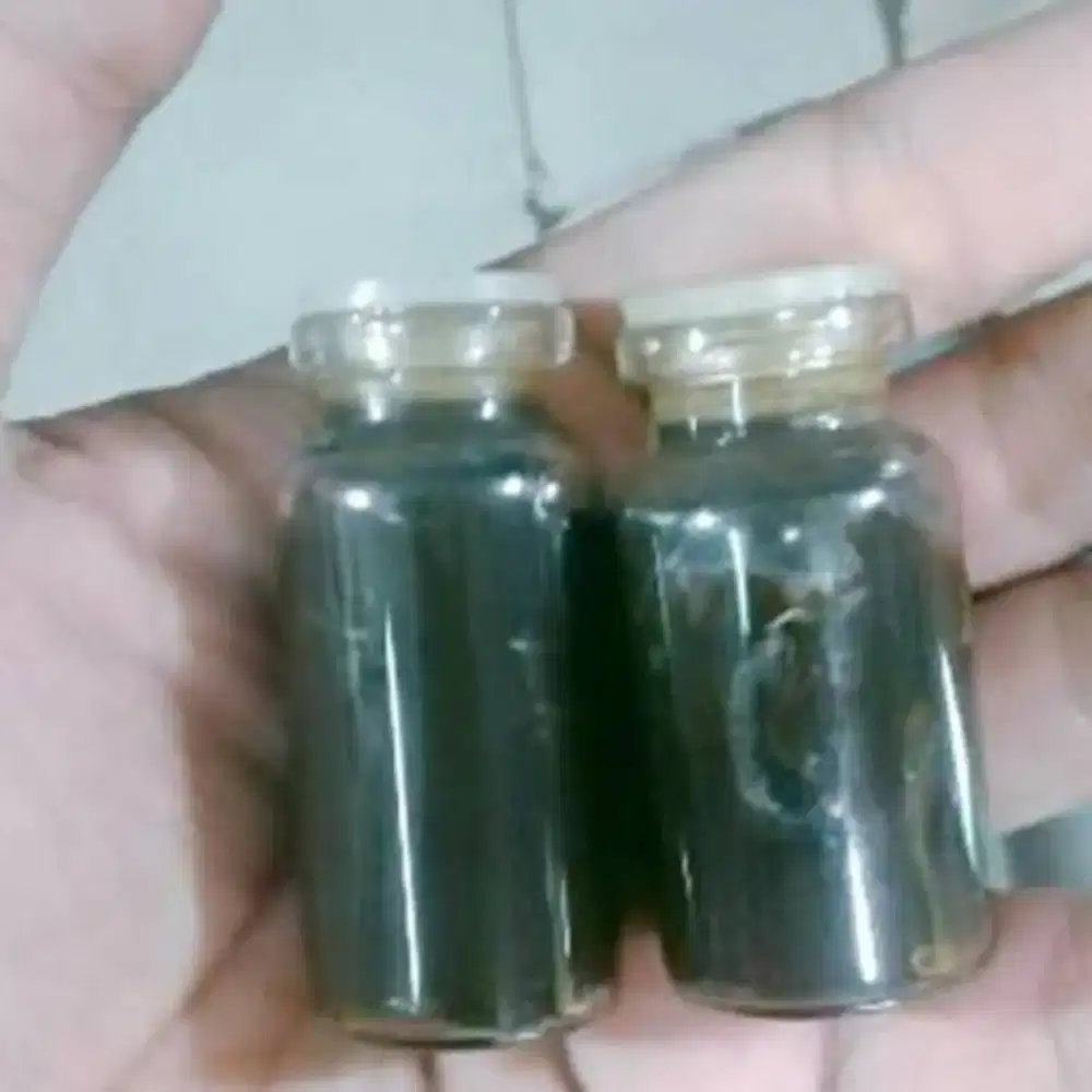 Minyak  bawah bumi klimanran asli