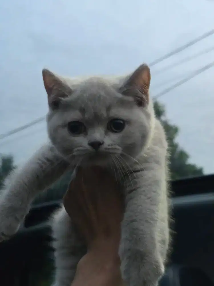 Kucing british shorthair bsh british shorthair