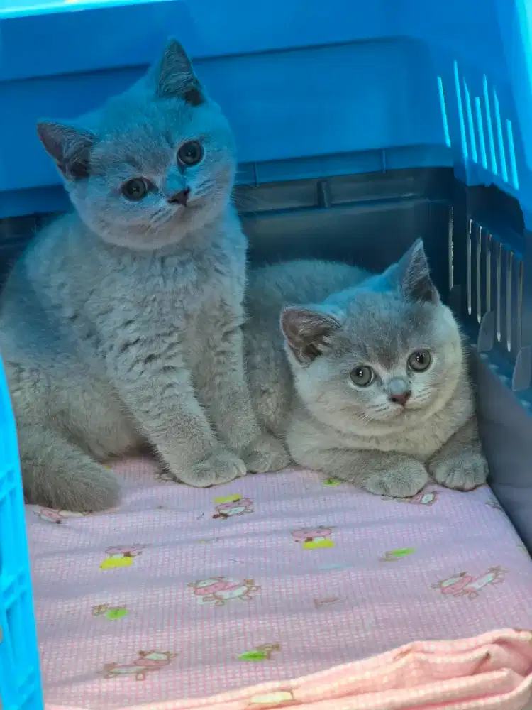 Kucing british shorthair bsh british shorthair