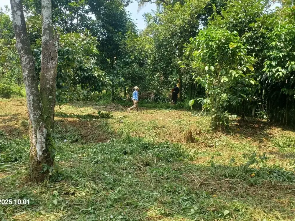 Dijual Tanah Kebun Murah Masuk Mobil di Taringgul Wanayasa Purwakarta