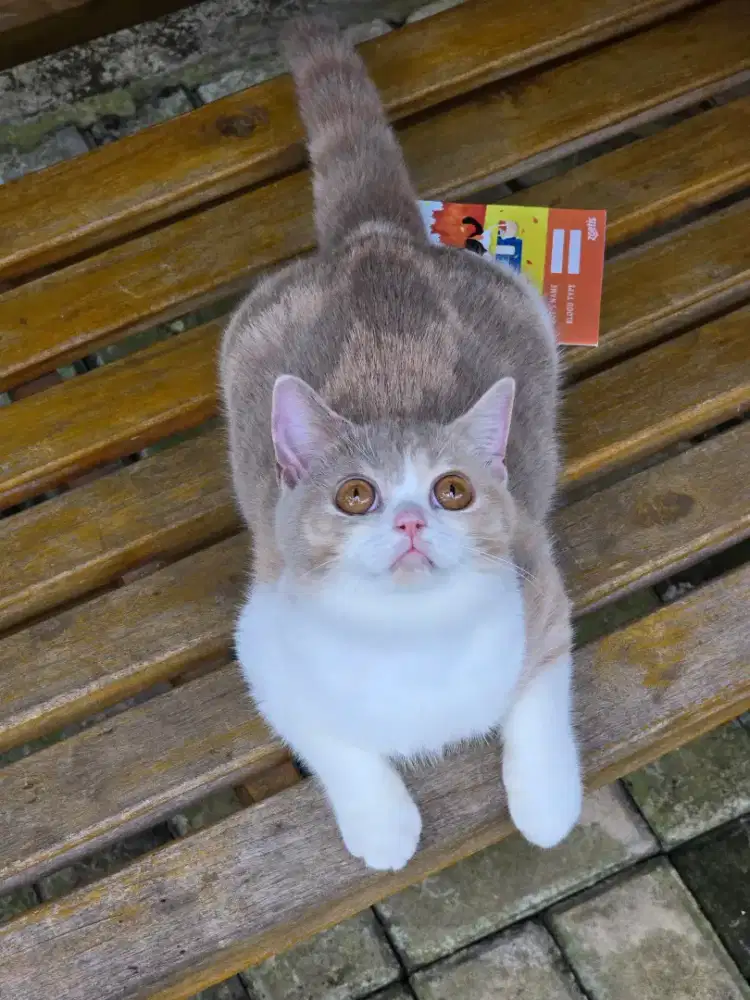 Kucing british shorthair bsh british shorthair