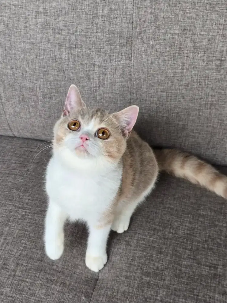 Kucing british shorthair bsh british shorthair