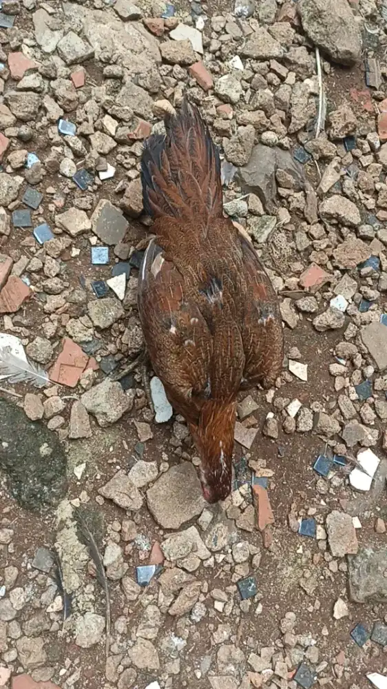 Ayam bangkok ekor lidi