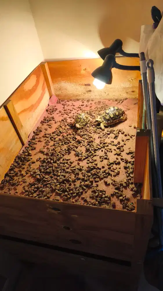 Jual kandang kura darat sulcata parda redfoot