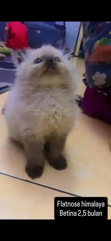 Kucinng himalaya kitten