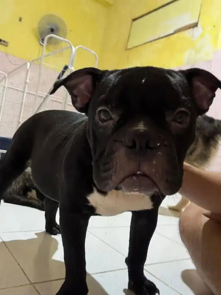 Dijual anjing bully jtn,jinak...