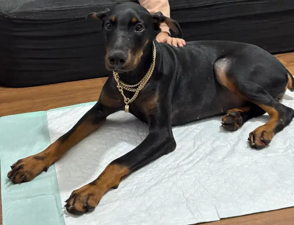 Dijual anjing dobermen beti,ad stbm..