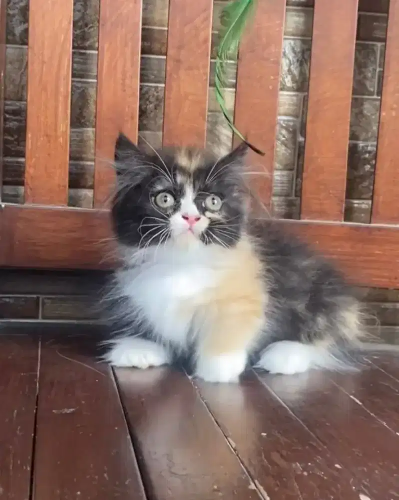 KUCING MUNCHKIN (CEBOL) BETINA