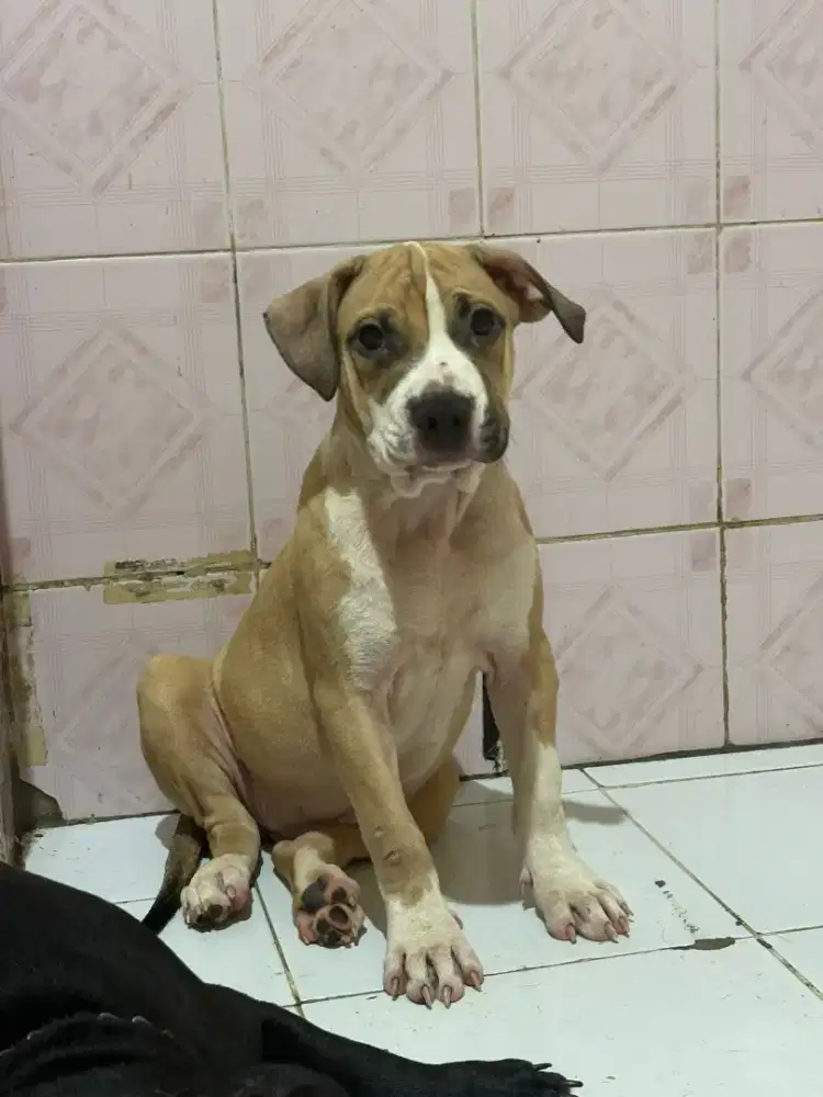 Dijual anjing Pitbull betina,jinak...