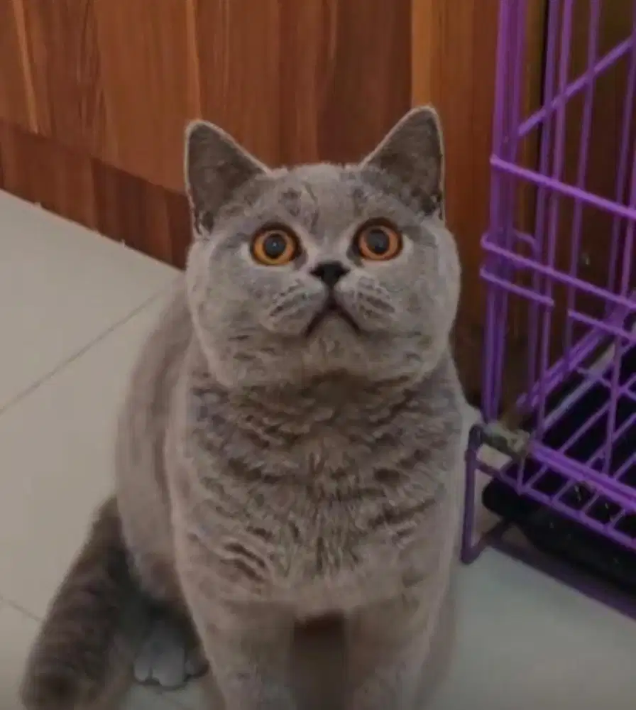 Kucing british shorthair betina bsh british short hair