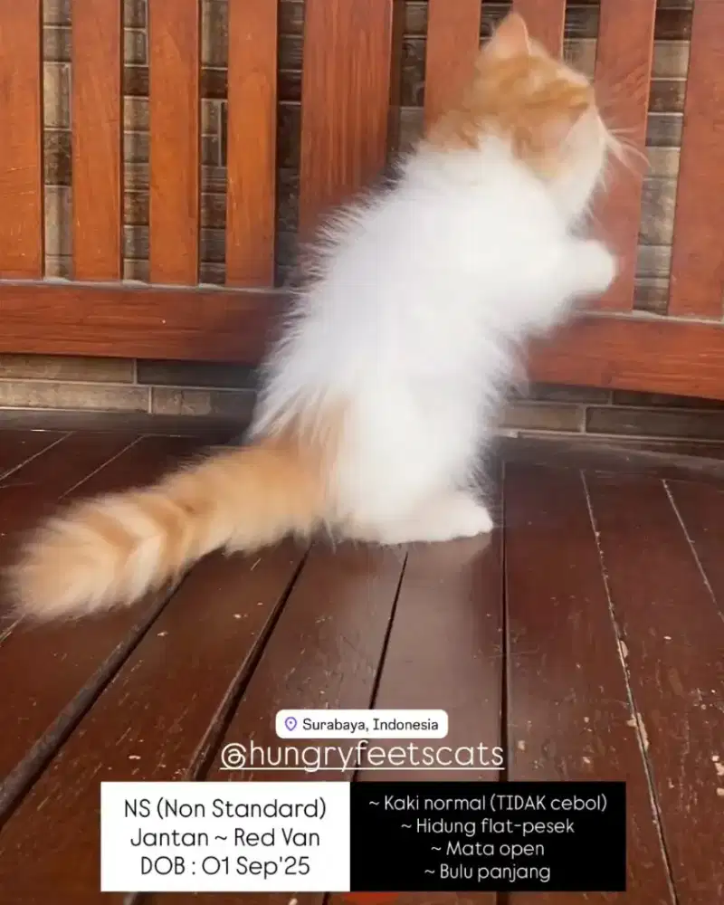 KUCING PEAKNOSE NON STANDARD (NS)