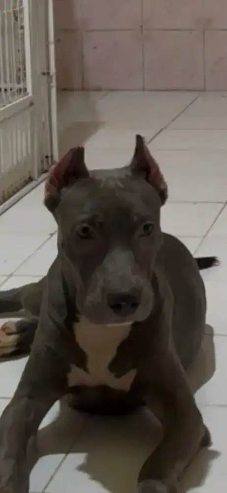 Dijual anjing Pitbull jtn,warna blue tan..