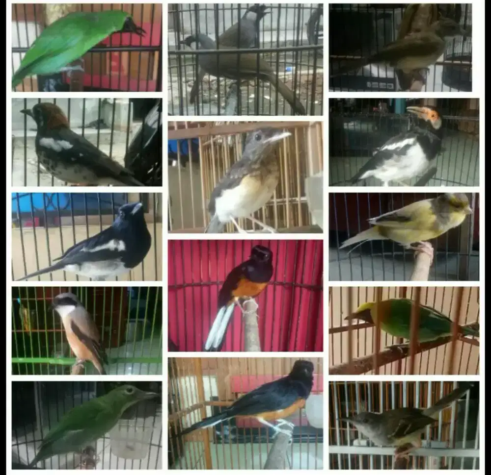 Murai batu Bahorok DLL