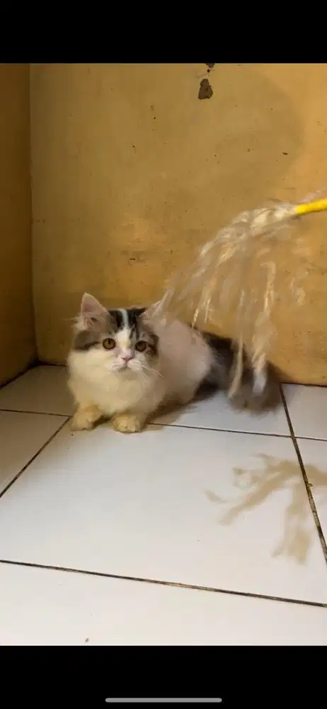 Munchkin betina 5bln