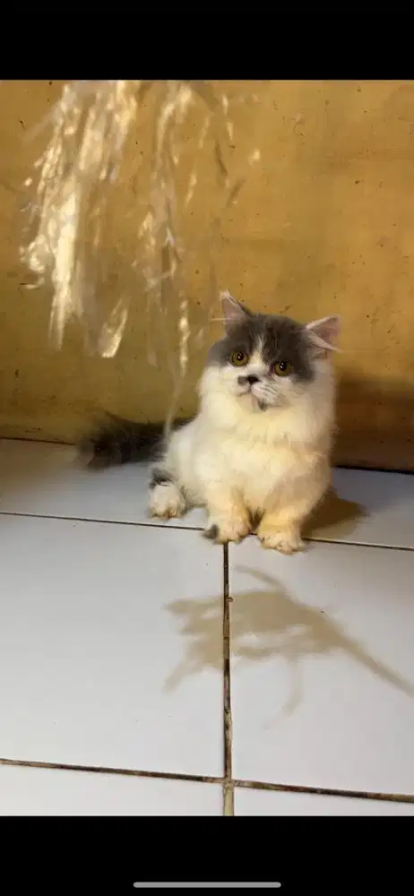 Munchkin betina 5bln