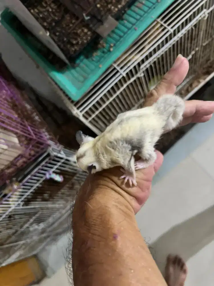 Sugar glider betina platinum