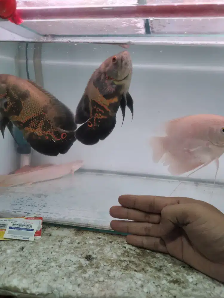 Akuarium dan ikan semua nya