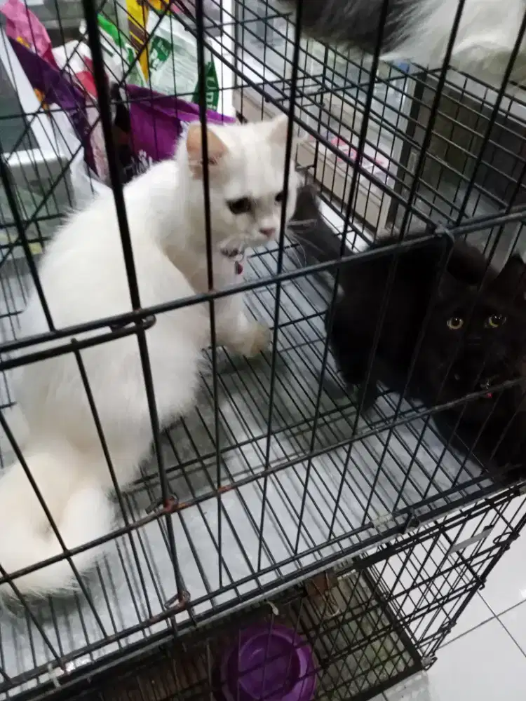 Kucing Persia Bagus Murah