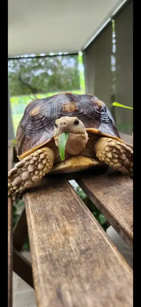 Sulcata over scute