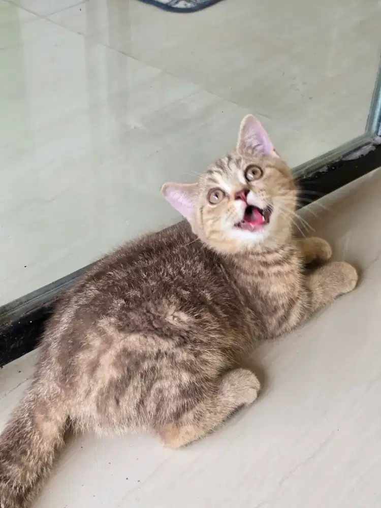 Kucing british shorthair bsh british shorthair