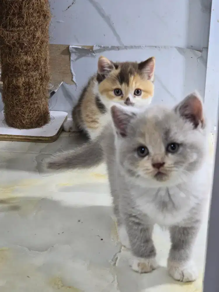 Kucing british shorthair bsh british shorthair