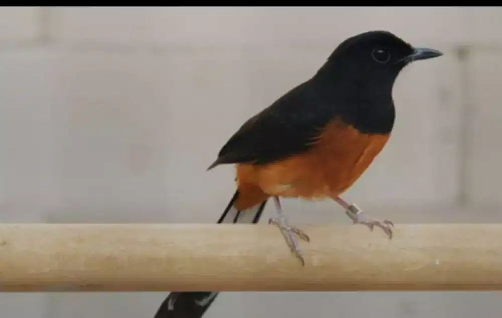 Murai Betina 2 Ekor Burja Borong