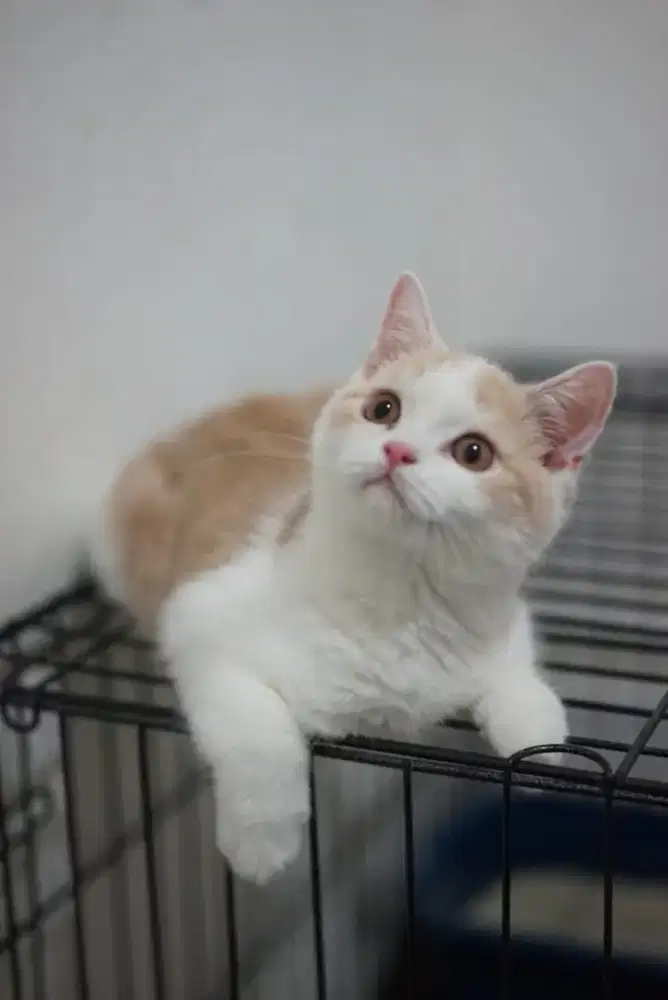 Kucing british shorthair bsh british shorthair