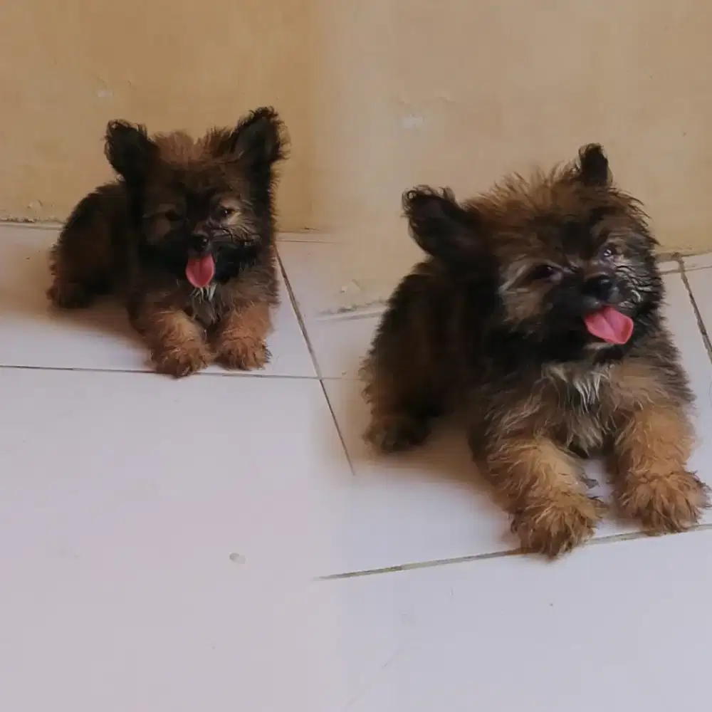 Open adopsi puppy minipom jantan