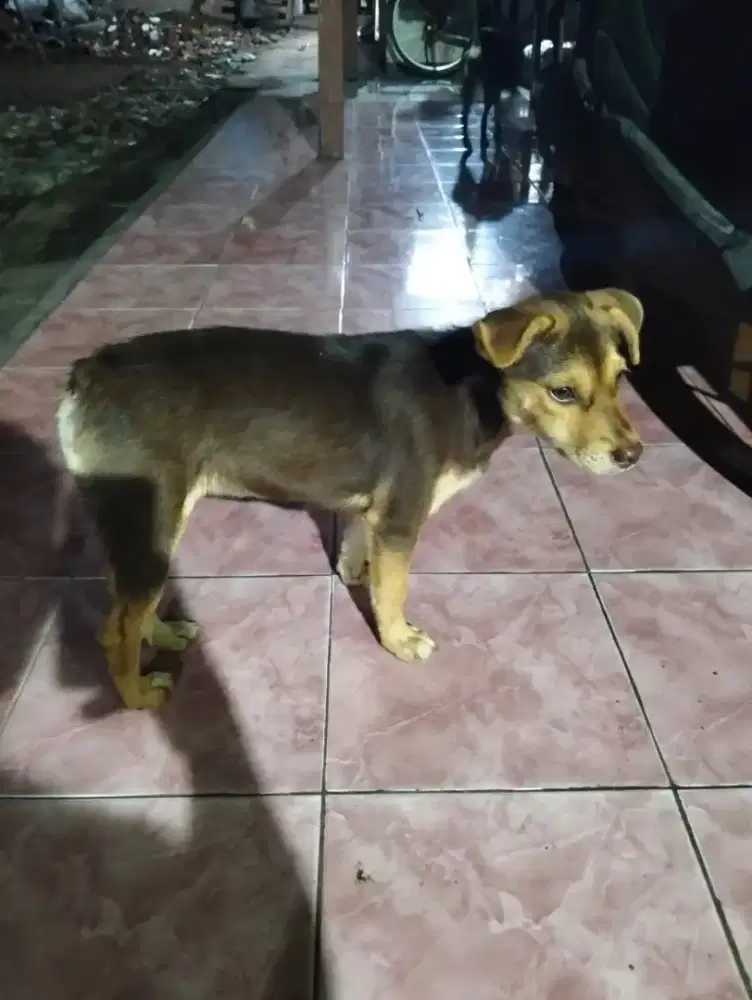 Anak anjing umur 2bulan