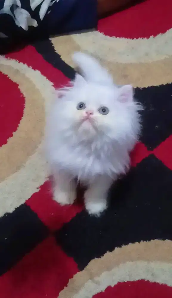 Kucing Persia Flatnose White Solid
