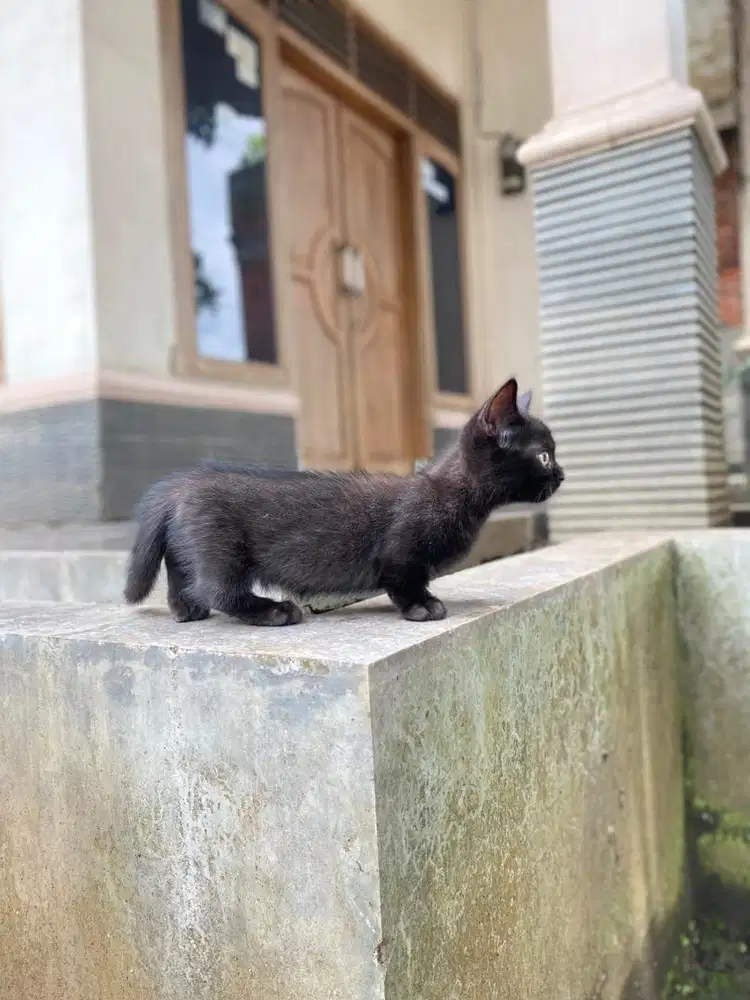 Kucing kitten munchkin top standar british shorthair scottish persia