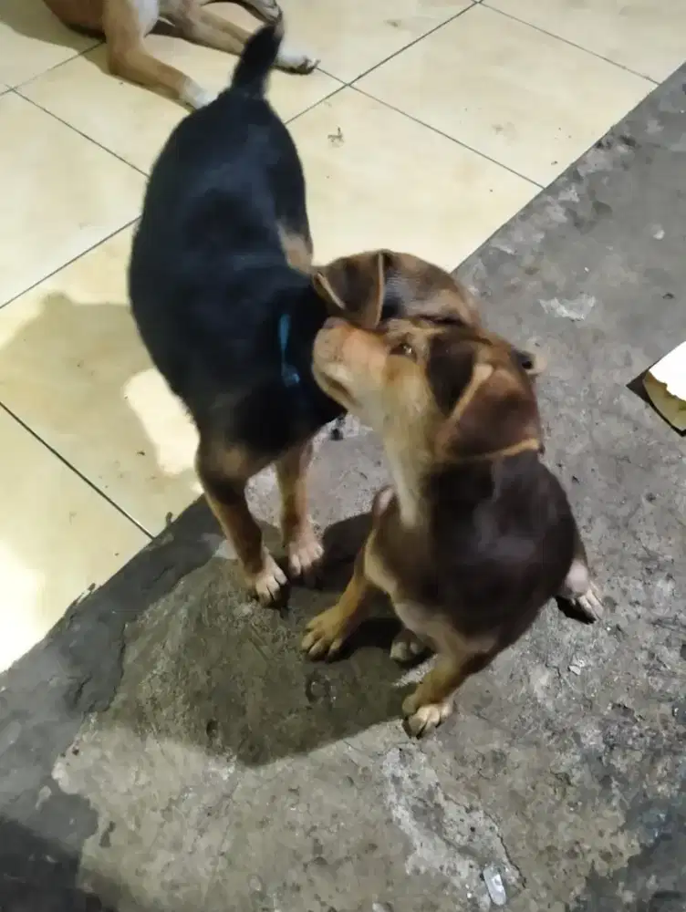 Anak anjing sepasang