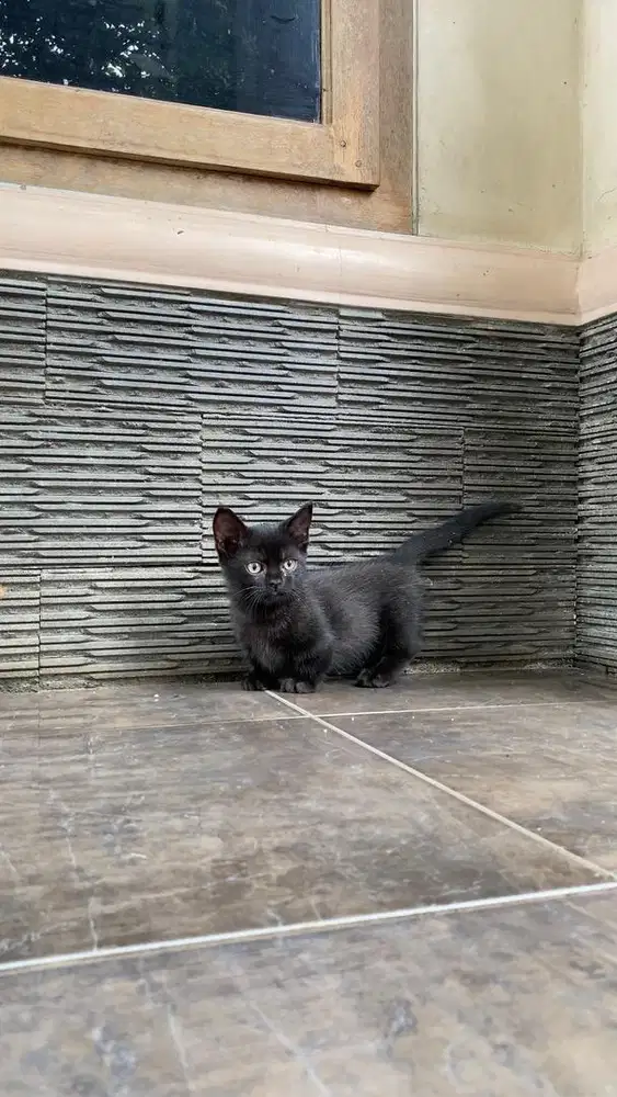 Kitten kucing munchkin top standar scottish british shorthair